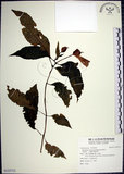 中文名:角桐草(S123712)學名:Hemiboea bicornuta (Hayata) Ohwi(S123712)中文別名:台灣半蒴苣苔