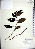 中文名:角桐草(S123713)學名:Hemiboea bicornuta (Hayata) Ohwi(S123713)中文別名:台灣半蒴苣苔
