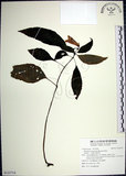 中文名:角桐草(S123714)學名:Hemiboea bicornuta (Hayata) Ohwi(S123714)中文別名:台灣半蒴苣苔