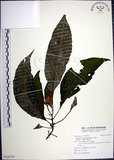 中文名:角桐草(S123715)學名:Hemiboea bicornuta (Hayata) Ohwi(S123715)中文別名:台灣半蒴苣苔