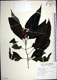 中文名:角桐草(S123716)學名:Hemiboea bicornuta (Hayata) Ohwi(S123716)中文別名:台灣半蒴苣苔