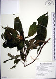 中文名:角桐草(S126317)學名:Hemiboea bicornuta (Hayata) Ohwi(S126317)中文別名:台灣半蒴苣苔