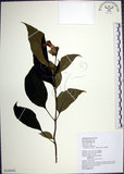 中文名:角桐草(S126562)學名:Hemiboea bicornuta (Hayata) Ohwi(S126562)中文別名:台灣半蒴苣苔
