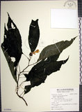 中文名:角桐草(S129864)學名:Hemiboea bicornuta (Hayata) Ohwi(S129864)中文別名:台灣半蒴苣苔