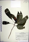 中文名:角桐草(S130801)學名:Hemiboea bicornuta (Hayata) Ohwi(S130801)中文別名:台灣半蒴苣苔