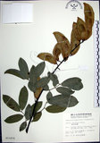 中文名:疏花魚藤(S011870)學名:Derris laxiflora Benth.(S011870)英文名:Loose-flowerd Jawelvine