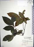 中文名:疏花魚藤(S063825)學名:Derris laxiflora Benth.(S063825)英文名:Loose-flowerd Jawelvine