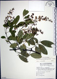 中文名:疏花魚藤(S072923)學名:Derris laxiflora Benth.(S072923)英文名:Loose-flowerd Jawelvine