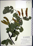 中文名:疏花魚藤(S097267)學名:Derris laxiflora Benth.(S097267)英文名:Loose-flowerd Jawelvine
