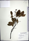中文名:疏花魚藤(S107117)學名:Derris laxiflora Benth.(S107117)英文名:Loose-flowerd Jawelvine