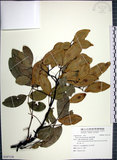 中文名:疏花魚藤(S107118)學名:Derris laxiflora Benth.(S107118)英文名:Loose-flowerd Jawelvine