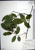 中文名:疏花魚藤(S124791)學名:Derris laxiflora Benth.(S124791)英文名:Loose-flowerd Jawelvine