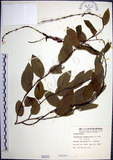 中文名:大葉山螞蝗(S000231)學名:Desmodium gangeticum (L.) DC.(S000231)英文名:Large-leaf Tickclover