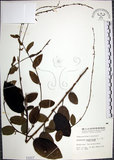 中文名:大葉山螞蝗(S001017)學名:Desmodium gangeticum (L.) DC.(S001017)英文名:Large-leaf Tickclover