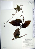 中文名:大葉山螞蝗(S002753)學名:Desmodium gangeticum (L.) DC.(S002753)英文名:Large-leaf Tickclover