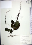 中文名:大葉山螞蝗(S014761)學名:Desmodium gangeticum (L.) DC.(S014761)英文名:Large-leaf Tickclover
