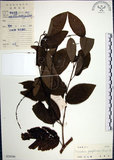 中文名:大葉山螞蝗(S029590)學名:Desmodium gangeticum (L.) DC.(S029590)英文名:Large-leaf Tickclover