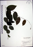 中文名:大葉山螞蝗(S030701)學名:Desmodium gangeticum (L.) DC.(S030701)英文名:Large-leaf Tickclover