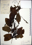中文名:大葉山螞蝗(S039330)學名:Desmodium gangeticum (L.) DC.(S039330)英文名:Large-leaf Tickclover