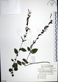 中文名:大葉山螞蝗(S063300)學名:Desmodium gangeticum (L.) DC.(S063300)英文名:Large-leaf Tickclover