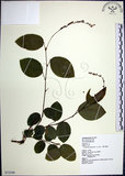中文名:大葉山螞蝗(S072398)學名:Desmodium gangeticum (L.) DC.(S072398)英文名:Large-leaf Tickclover