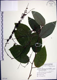 中文名:大葉山螞蝗(S077119)學名:Desmodium gangeticum (L.) DC.(S077119)英文名:Large-leaf Tickclover