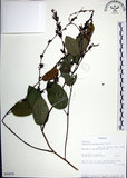 中文名:大葉山螞蝗(S094070)學名:Desmodium gangeticum (L.) DC.(S094070)英文名:Large-leaf Tickclover