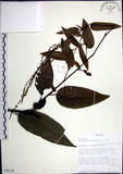 中文名:大葉山螞蝗(S094140)學名:Desmodium gangeticum (L.) DC.(S094140)英文名:Large-leaf Tickclover