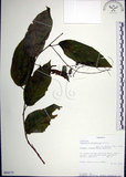 中文名:大葉山螞蝗(S094173)學名:Desmodium gangeticum (L.) DC.(S094173)英文名:Large-leaf Tickclover