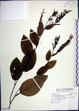 中文名:大葉山螞蝗(S107241)學名:Desmodium gangeticum (L.) DC.(S107241)英文名:Large-leaf Tickclover
