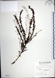 中文名:鐵掃帚(S005221)學名:Lespedeza cuneata (Dumont d. Cours.) G. Don(S005221)中文別名:千里光英文名:Perennial lespedeza, Iron broom