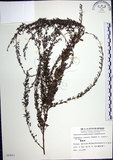 中文名:鐵掃帚(S006883)學名:Lespedeza cuneata (Dumont d. Cours.) G. Don(S006883)中文別名:千里光英文名:Perennial lespedeza, Iron broom