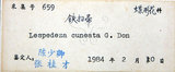 中文名:鐵掃帚(S019465)