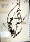 中文名:鐵掃帚(S019465)學名:Lespedeza cuneata (Dumont d. Cours.) G. Don(S019465)中文別名:千里光英文名:Perennial lespedeza, Iron broom