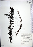 中文名:鐵掃帚(S036689)學名:Lespedeza cuneata (Dumont d. Cours.) G. Don(S036689)中文別名:千里光英文名:Perennial lespedeza, Iron broom