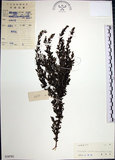 中文名:鐵掃帚(S038781)學名:Lespedeza cuneata (Dumont d. Cours.) G. Don(S038781)中文別名:千里光英文名:Perennial lespedeza, Iron broom