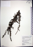 中文名:鐵掃帚(S043257)學名:Lespedeza cuneata (Dumont d. Cours.) G. Don(S043257)中文別名:千里光英文名:Perennial lespedeza, Iron broom