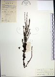 中文名:鐵掃帚(S043791)學名:Lespedeza cuneata (Dumont d. Cours.) G. Don(S043791)中文別名:千里光英文名:Perennial lespedeza, Iron broom