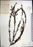 中文名:鐵掃帚(S045695)學名:Lespedeza cuneata (Dumont d. Cours.) G. Don(S045695)中文別名:千里光英文名:Perennial lespedeza, Iron broom