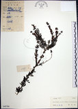 中文名:鐵掃帚(S045788)學名:Lespedeza cuneata (Dumont d. Cours.) G. Don(S045788)中文別名:千里光英文名:Perennial lespedeza, Iron broom