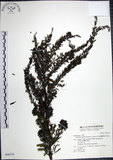 中文名:鐵掃帚(S046519)學名:Lespedeza cuneata (Dumont d. Cours.) G. Don(S046519)中文別名:千里光英文名:Perennial lespedeza, Iron broom