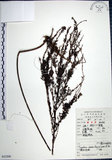 中文名:鐵掃帚(S052200)學名:Lespedeza cuneata (Dumont d. Cours.) G. Don(S052200)中文別名:千里光英文名:Perennial lespedeza, Iron broom