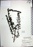 中文名:鐵掃帚(S053684)學名:Lespedeza cuneata (Dumont d. Cours.) G. Don(S053684)中文別名:千里光英文名:Perennial lespedeza, Iron broom