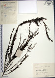 中文名:鐵掃帚(S055615)學名:Lespedeza cuneata (Dumont d. Cours.) G. Don(S055615)中文別名:千里光英文名:Perennial lespedeza, Iron broom