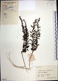 中文名:鐵掃帚(S056147)學名:Lespedeza cuneata (Dumont d. Cours.) G. Don(S056147)中文別名:千里光英文名:Perennial lespedeza, Iron broom