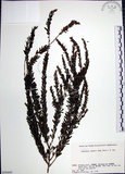 中文名:鐵掃帚(S058445)學名:Lespedeza cuneata (Dumont d. Cours.) G. Don(S058445)中文別名:千里光英文名:Perennial lespedeza, Iron broom