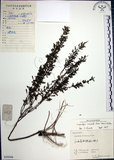 中文名:鐵掃帚(S059508)學名:Lespedeza cuneata (Dumont d. Cours.) G. Don(S059508)中文別名:千里光英文名:Perennial lespedeza, Iron broom