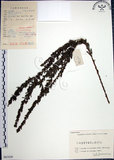 中文名:鐵掃帚(S061636)學名:Lespedeza cuneata (Dumont d. Cours.) G. Don(S061636)中文別名:千里光英文名:Perennial lespedeza, Iron broom