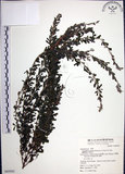 中文名:鐵掃帚(S069502)學名:Lespedeza cuneata (Dumont d. Cours.) G. Don(S069502)中文別名:千里光英文名:Perennial lespedeza, Iron broom