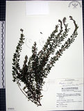 中文名:鐵掃帚(S076833)學名:Lespedeza cuneata (Dumont d. Cours.) G. Don(S076833)中文別名:千里光英文名:Perennial lespedeza, Iron broom